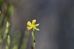 Orangegrass <BR>Pineweed